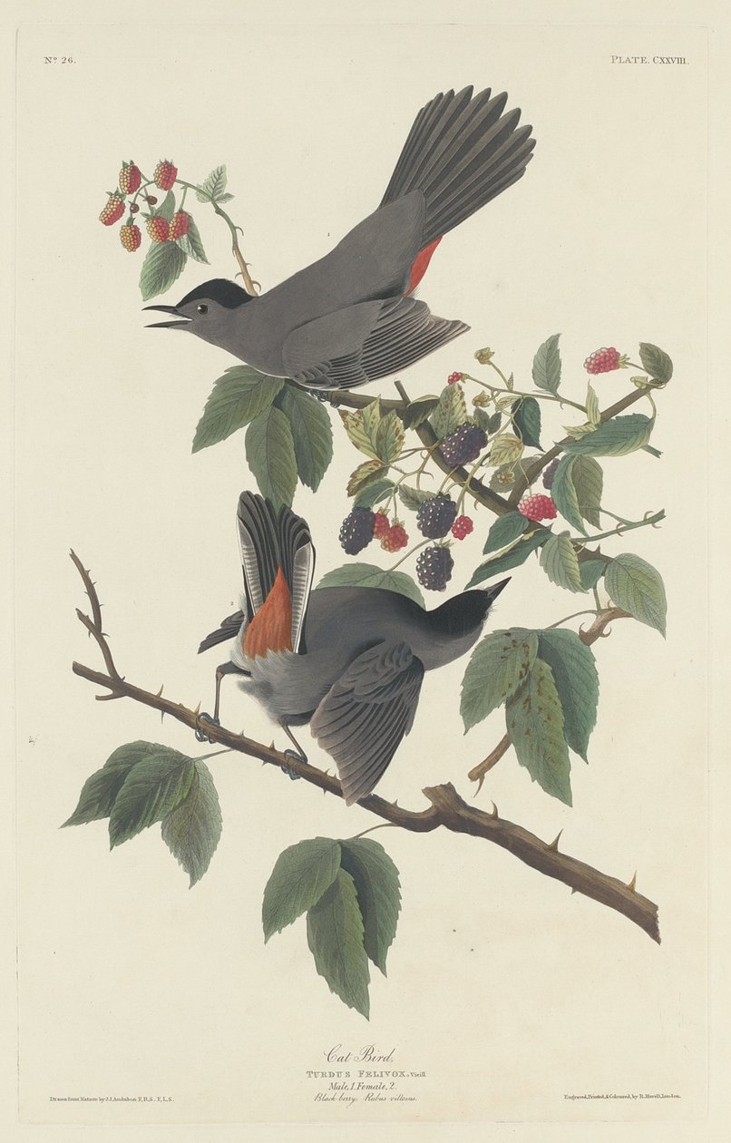 Kočka pták od Robert Havell after John James Audubon