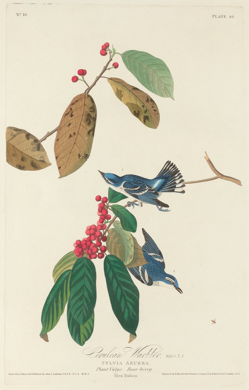 Pěnice bělavá od Robert Havell after John James Audubon