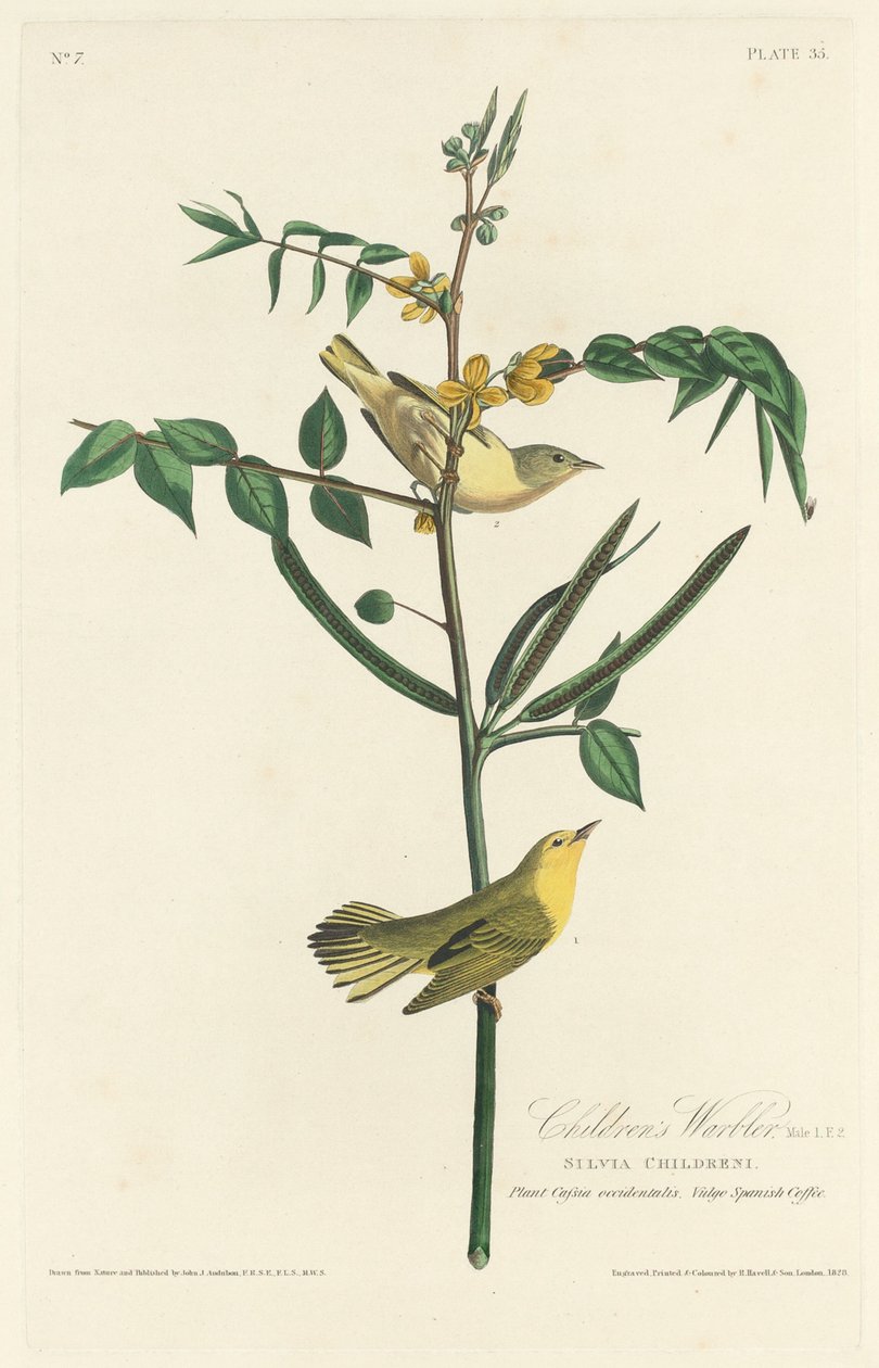 Dětská pěnice od Robert Havell after John James Audubon