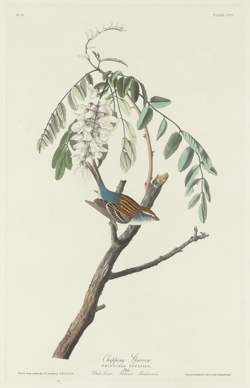 Chipping Sparrow od Robert Havell after John James Audubon