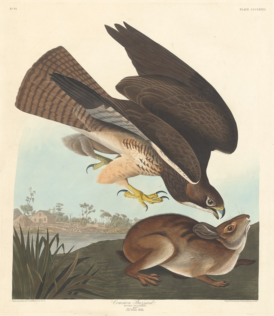 Káně obecná od Robert Havell after John James Audubon