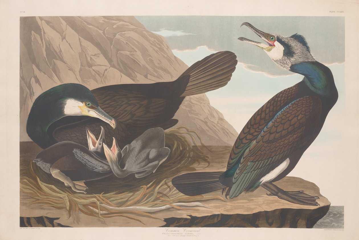 Kormorán obecný od Robert Havell after John James Audubon