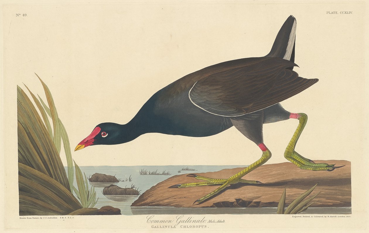 Společný gallinule od Robert Havell after John James Audubon