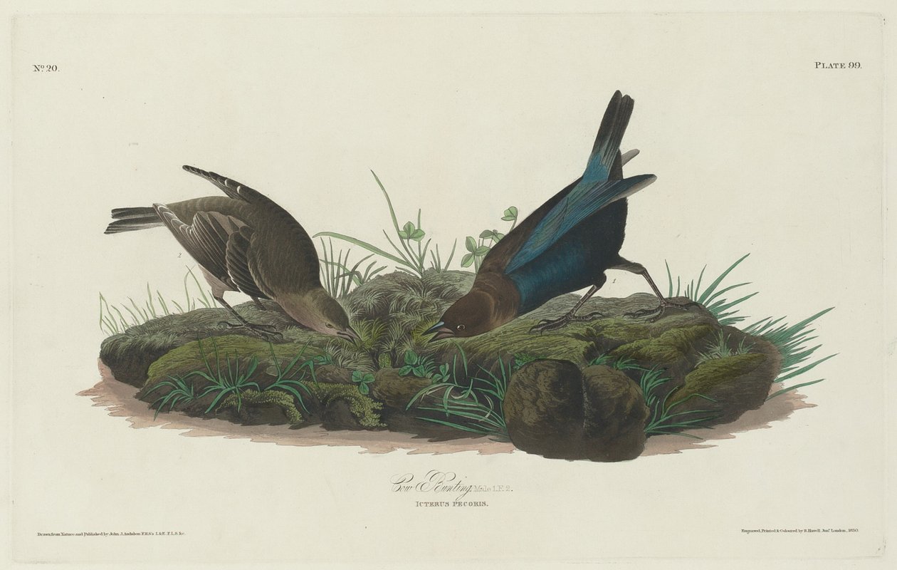 Strnad kravský od Robert Havell after John James Audubon