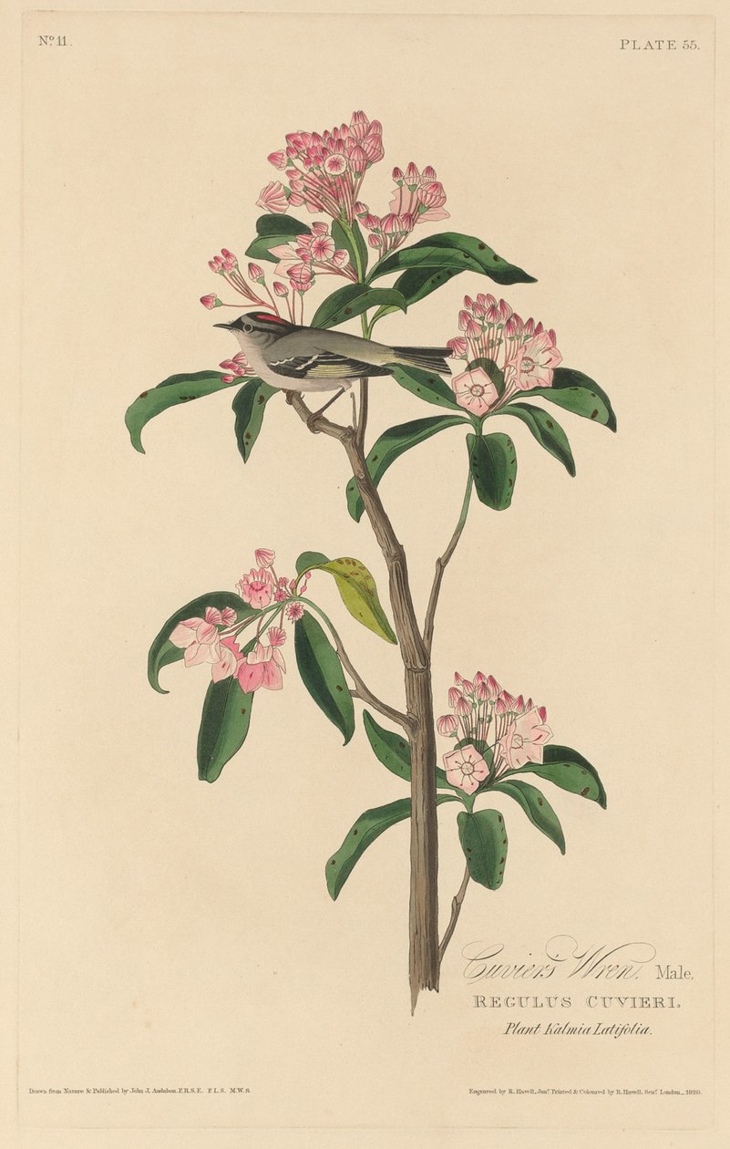 Cuvierův střízlík od Robert Havell after John James Audubon