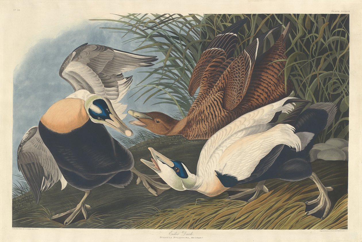 Kajka kajka od Robert Havell after John James Audubon