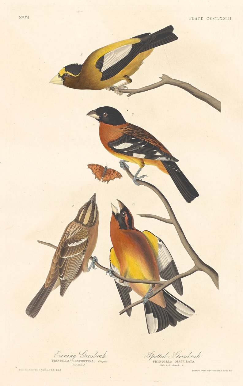Večerní groš a groš strakatý od Robert Havell after John James Audubon