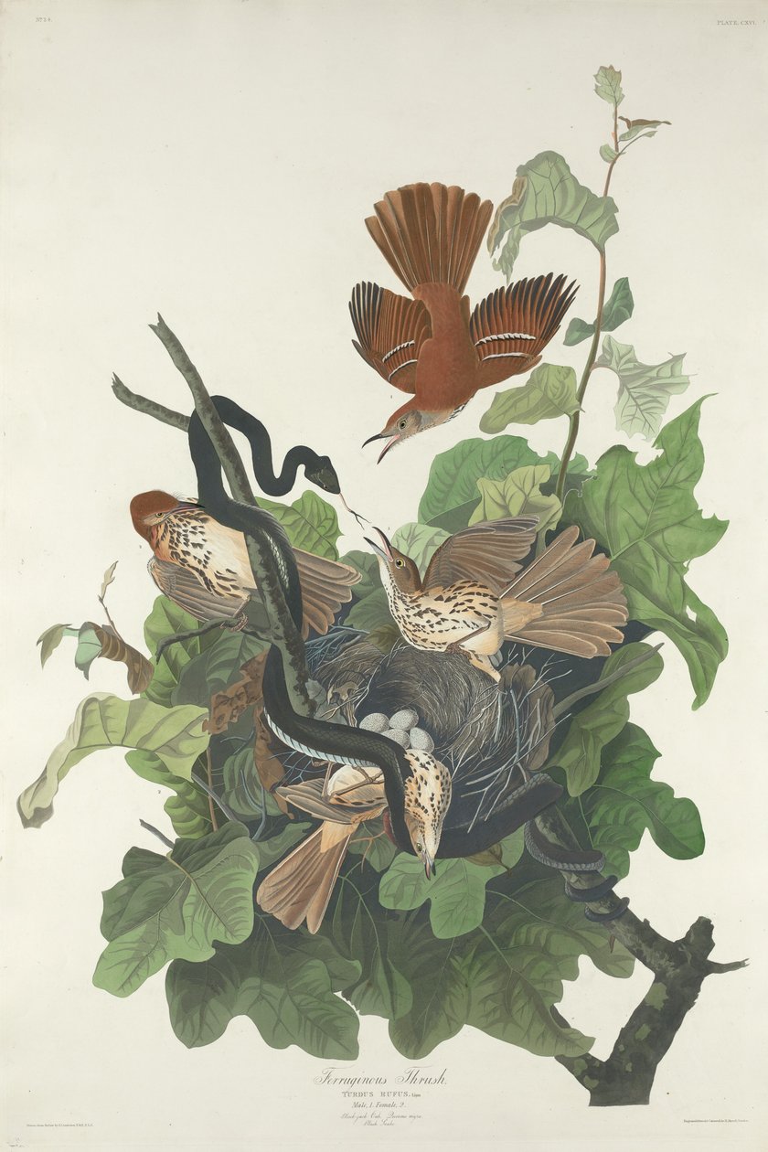 Drozd železitý od Robert Havell after John James Audubon