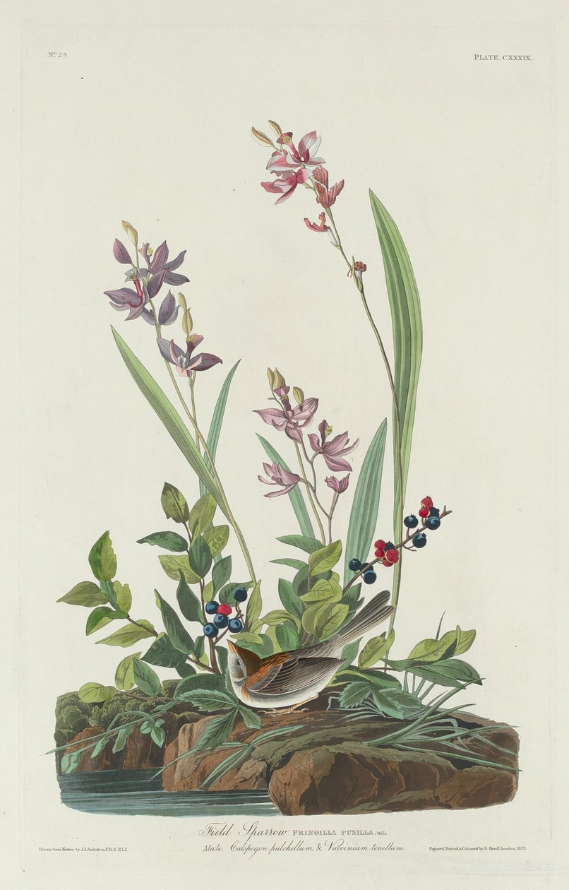 Vrabec polní od Robert Havell after John James Audubon