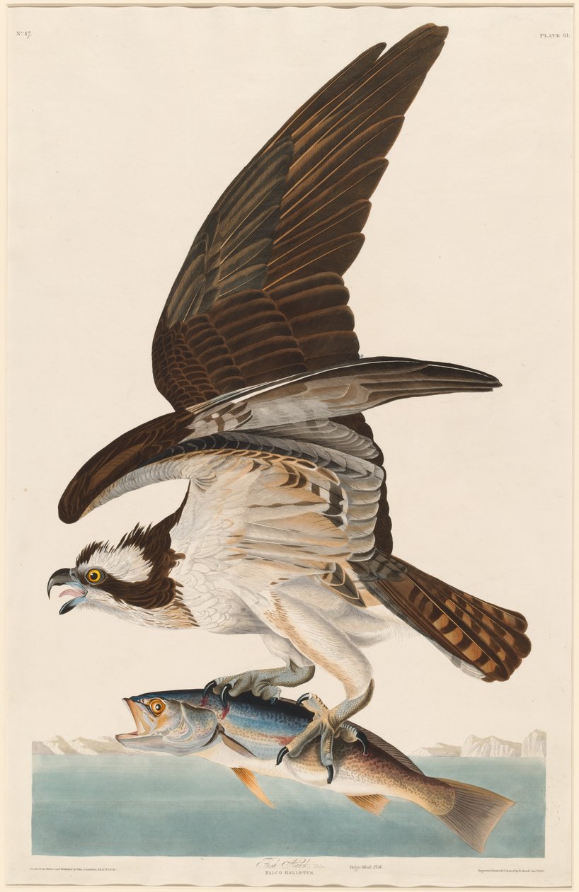 Rybí jestřáb od Robert Havell after John James Audubon