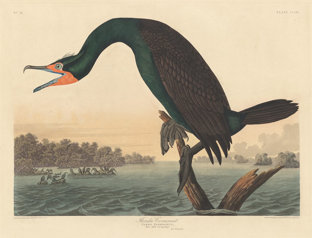 Floridský kormorán od Robert Havell after John James Audubon
