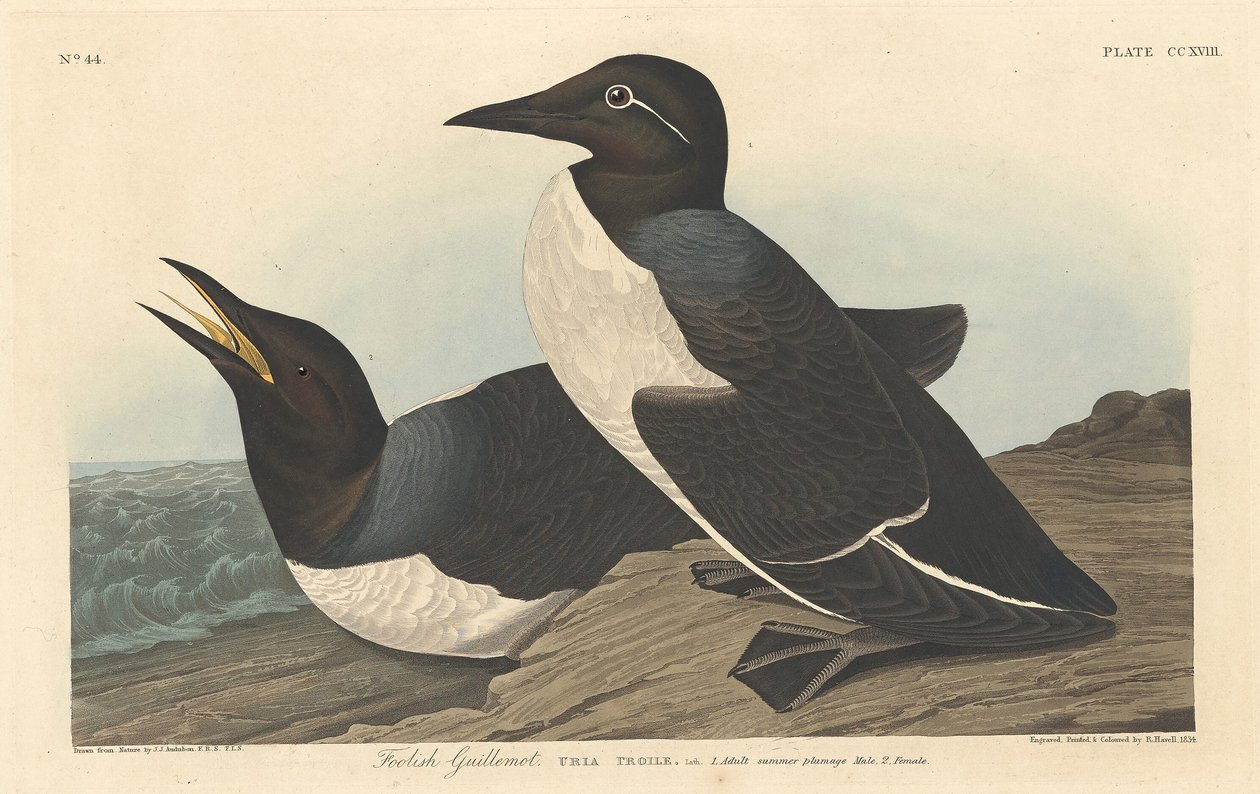 Pošetilý Guillemot od Robert Havell after John James Audubon