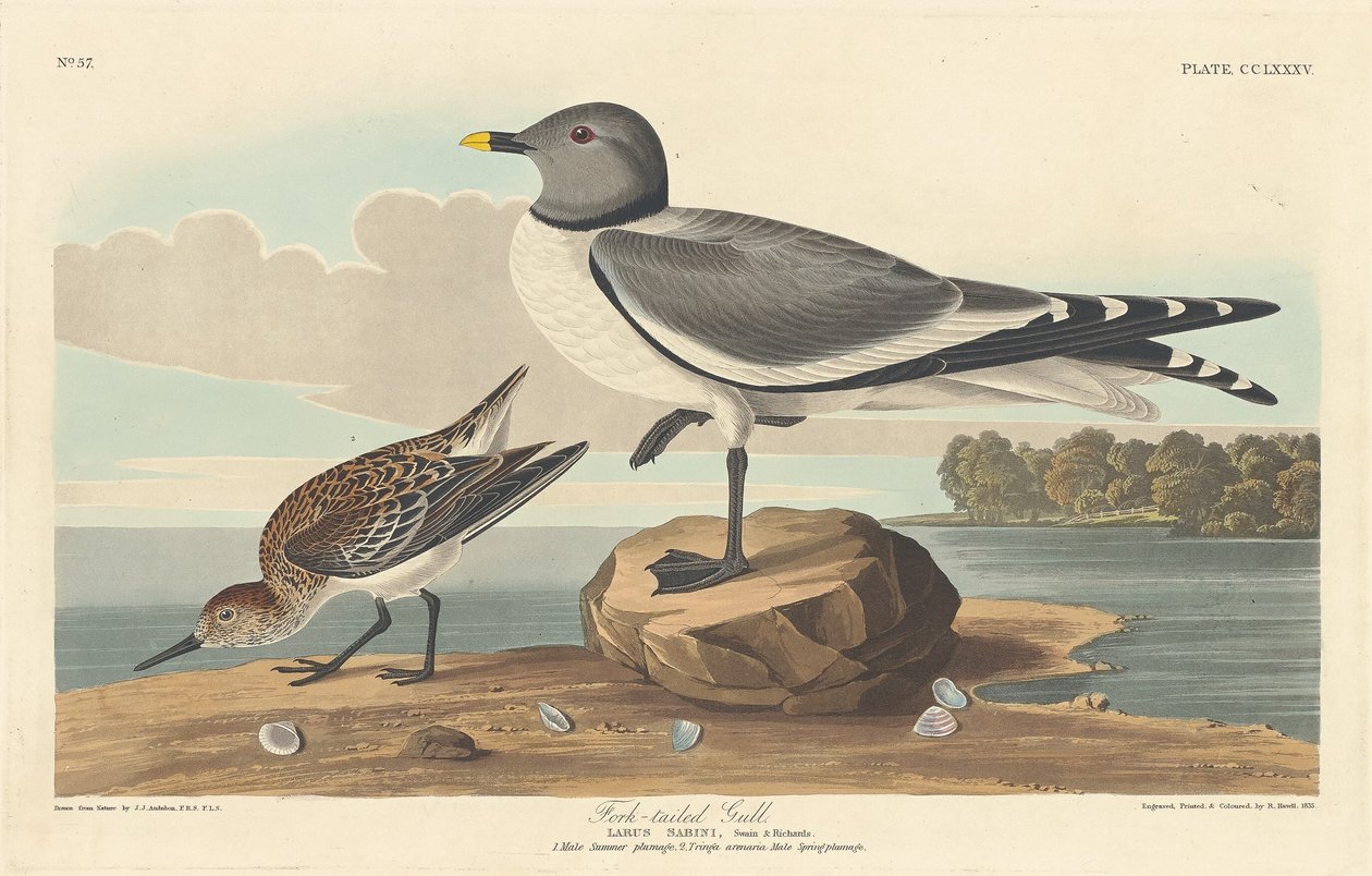 Racek vidlicový od Robert Havell after John James Audubon