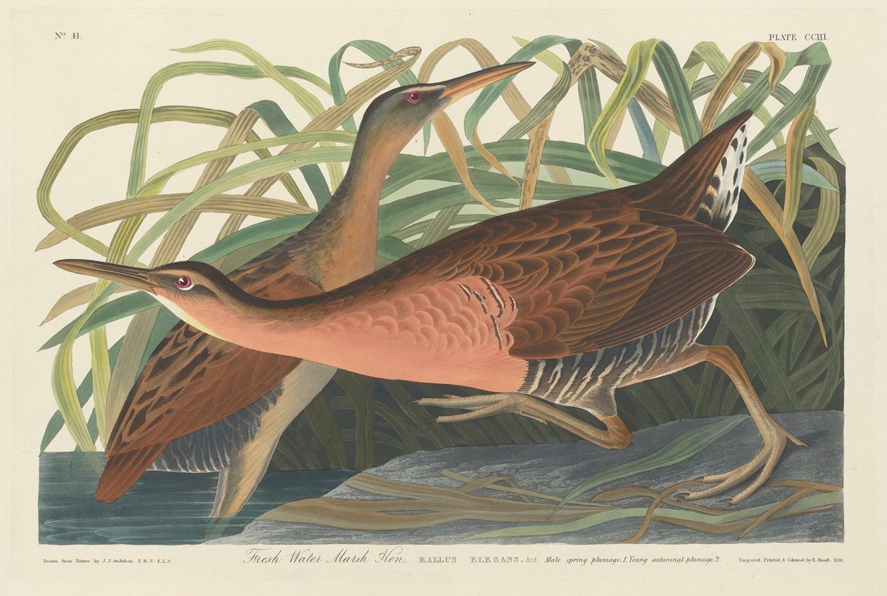 Sladkovodní bahenní slepice od Robert Havell after John James Audubon