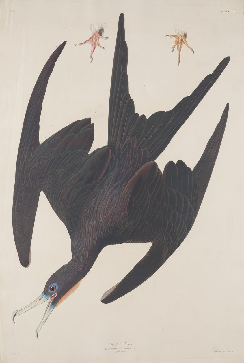 Fregata Pelikán od Robert Havell after John James Audubon