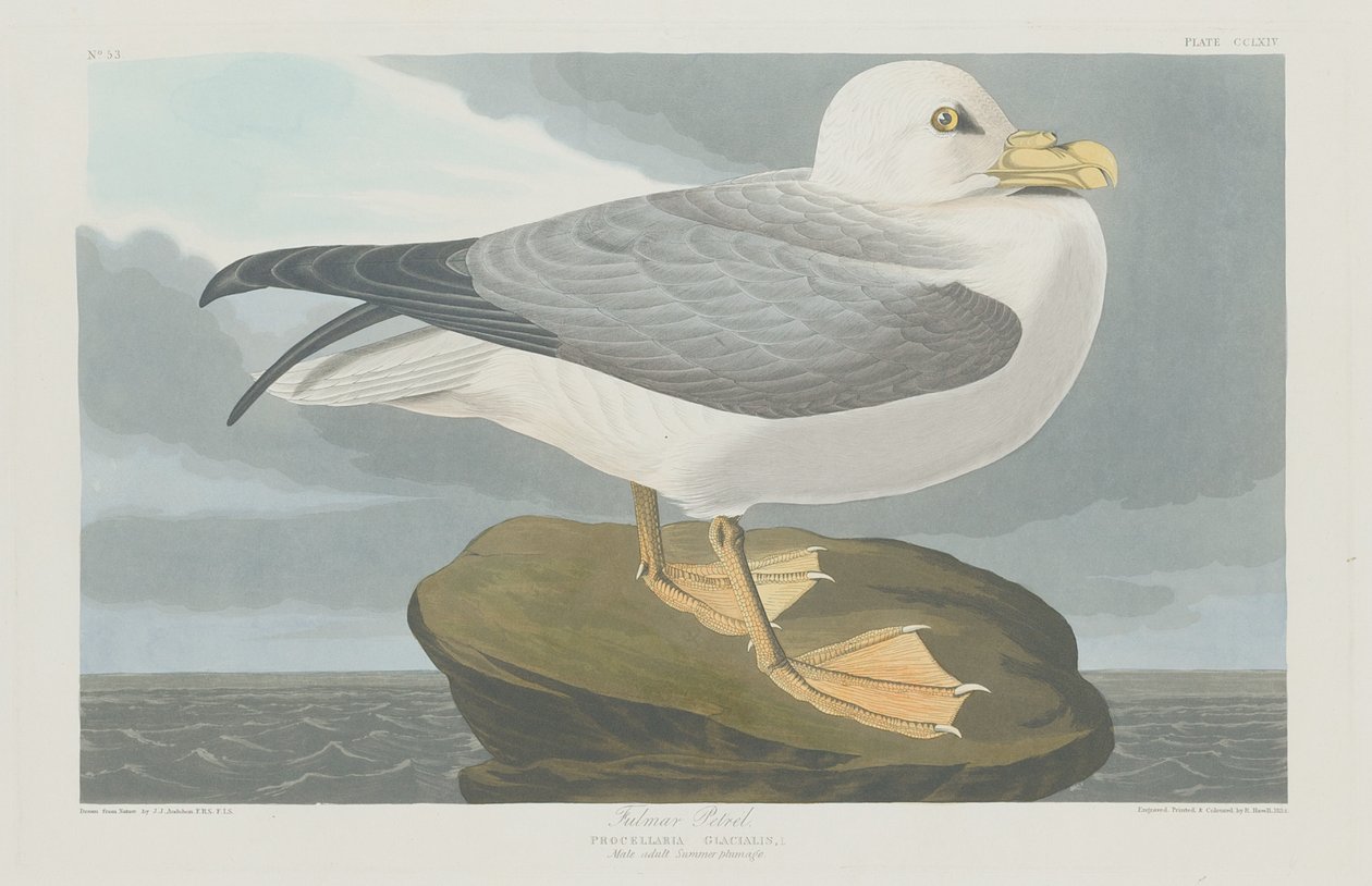 Fulmer Petrel od Robert Havell after John James Audubon