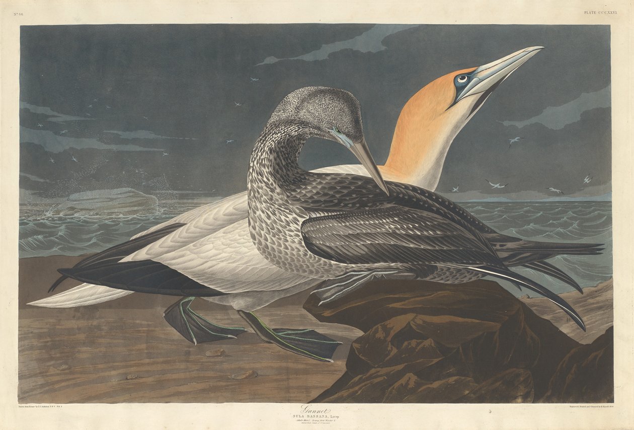 Gannet od Robert Havell after John James Audubon