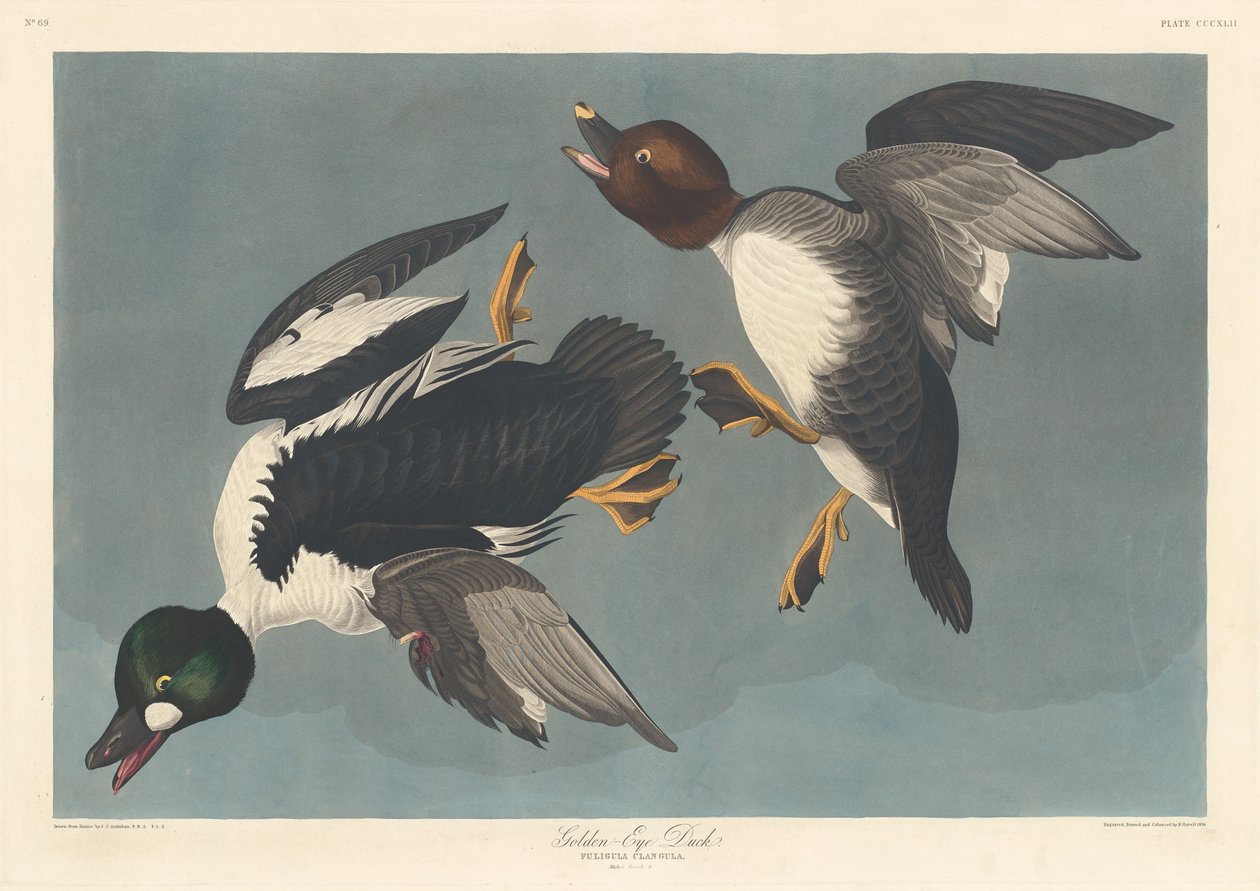 Kachna zlatooká od Robert Havell after John James Audubon