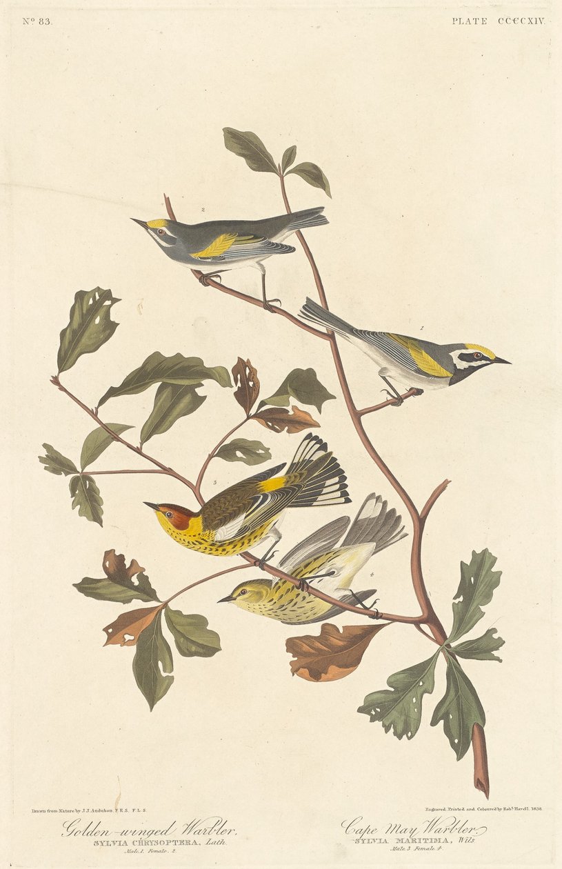 Pěnice zlatokřídlá a pěnice kapská od Robert Havell after John James Audubon