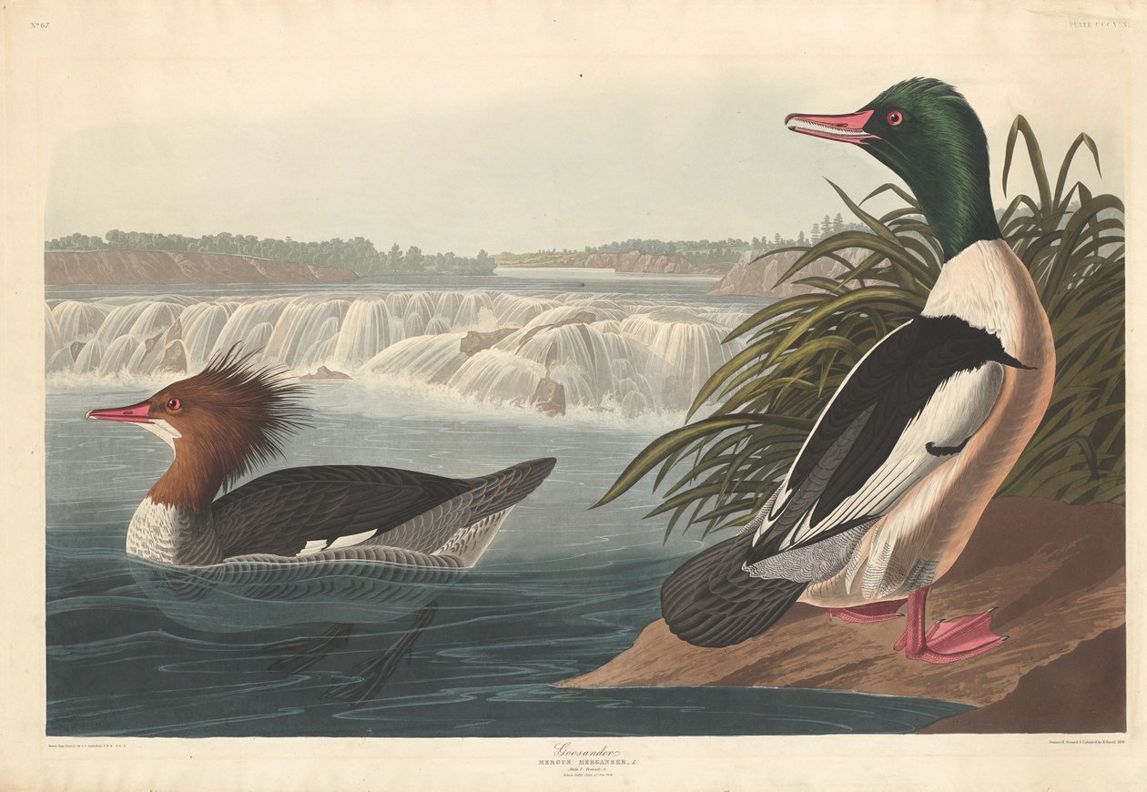 Goosander od Robert Havell after John James Audubon