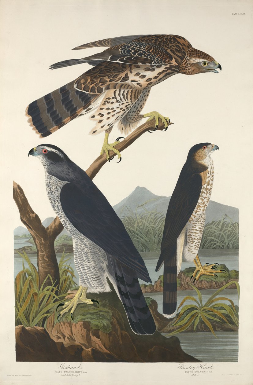 Goshawk a Stanley Hawk od Robert Havell after John James Audubon