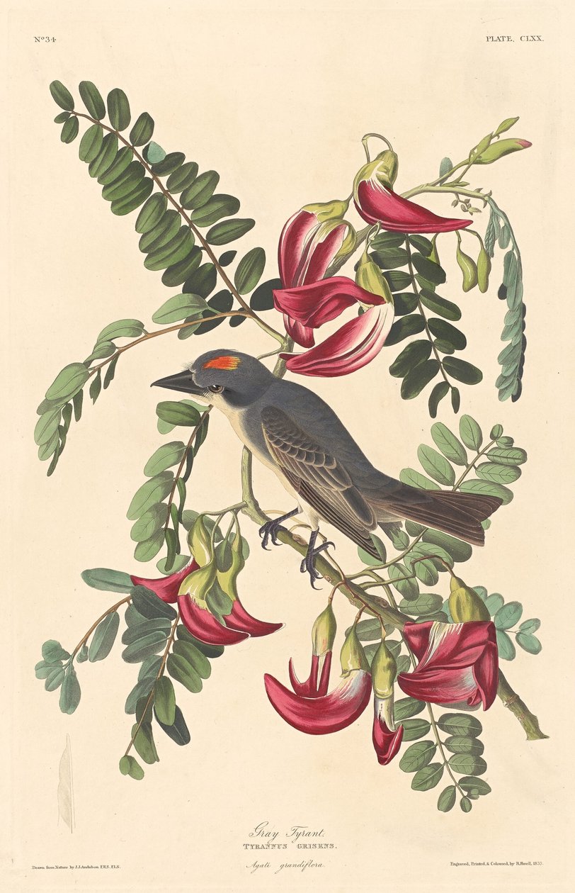 Šedý tyran od Robert Havell after John James Audubon