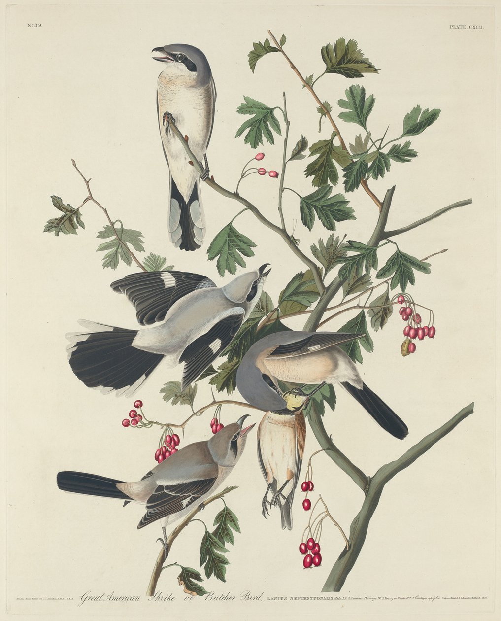 Velký americký ťuhýk nebo Butcher Bird od Robert Havell after John James Audubon