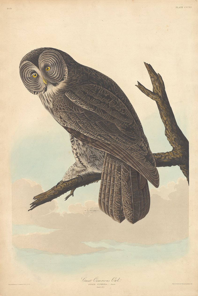 Velká Cinereous Sova od Robert Havell after John James Audubon