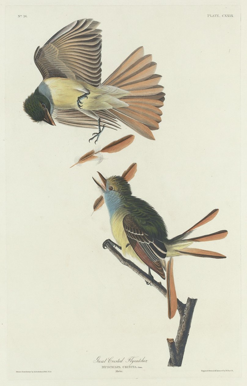 Muchař velký od Robert Havell after John James Audubon