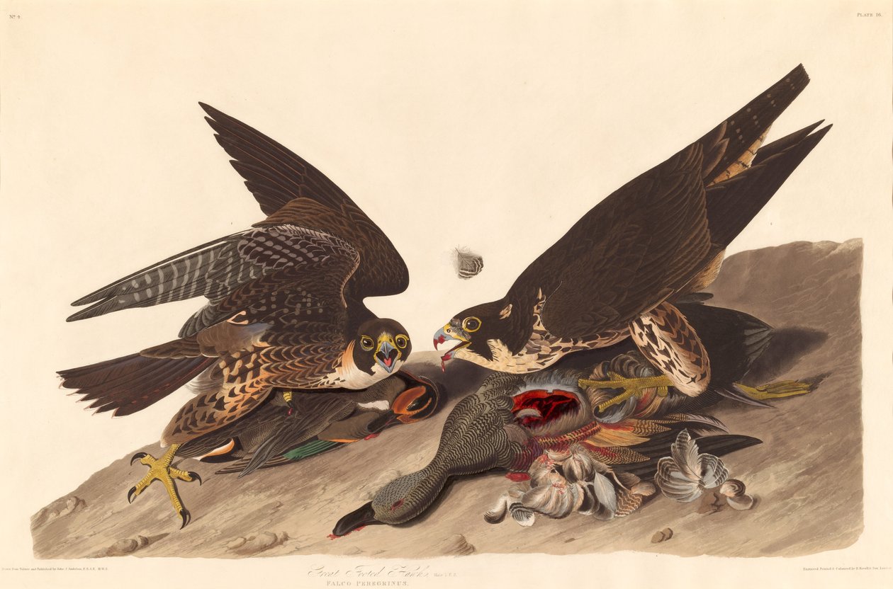 Velký Footed Hawk od Robert Havell after John James Audubon