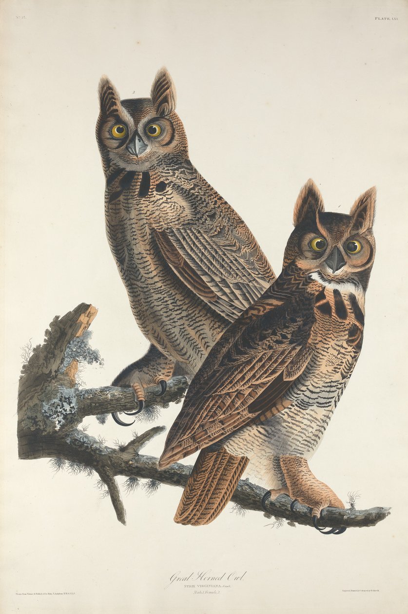 Výr velký od Robert Havell after John James Audubon