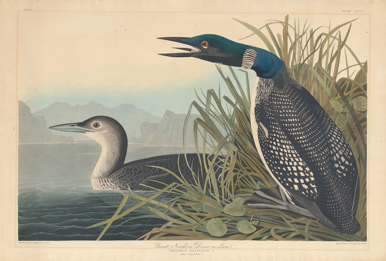 Great Northern Diver nebo Loon od Robert Havell after John James Audubon