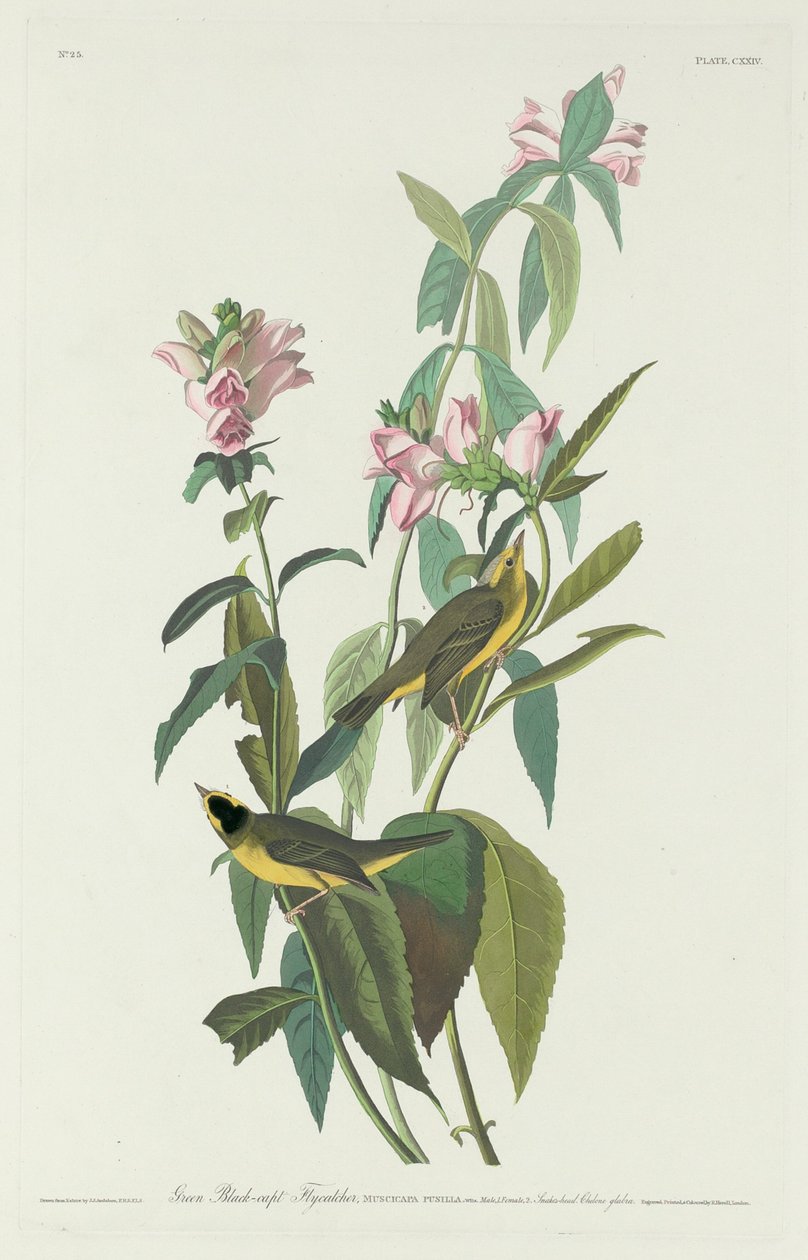Zelený černohlavý mucholapka od Robert Havell after John James Audubon