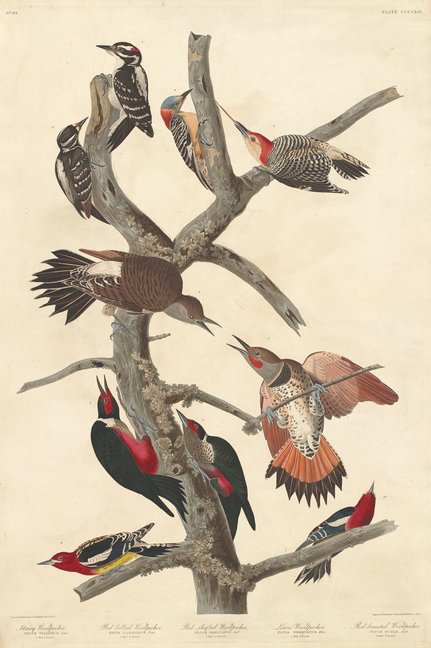 Datel chlupatý od Robert Havell after John James Audubon