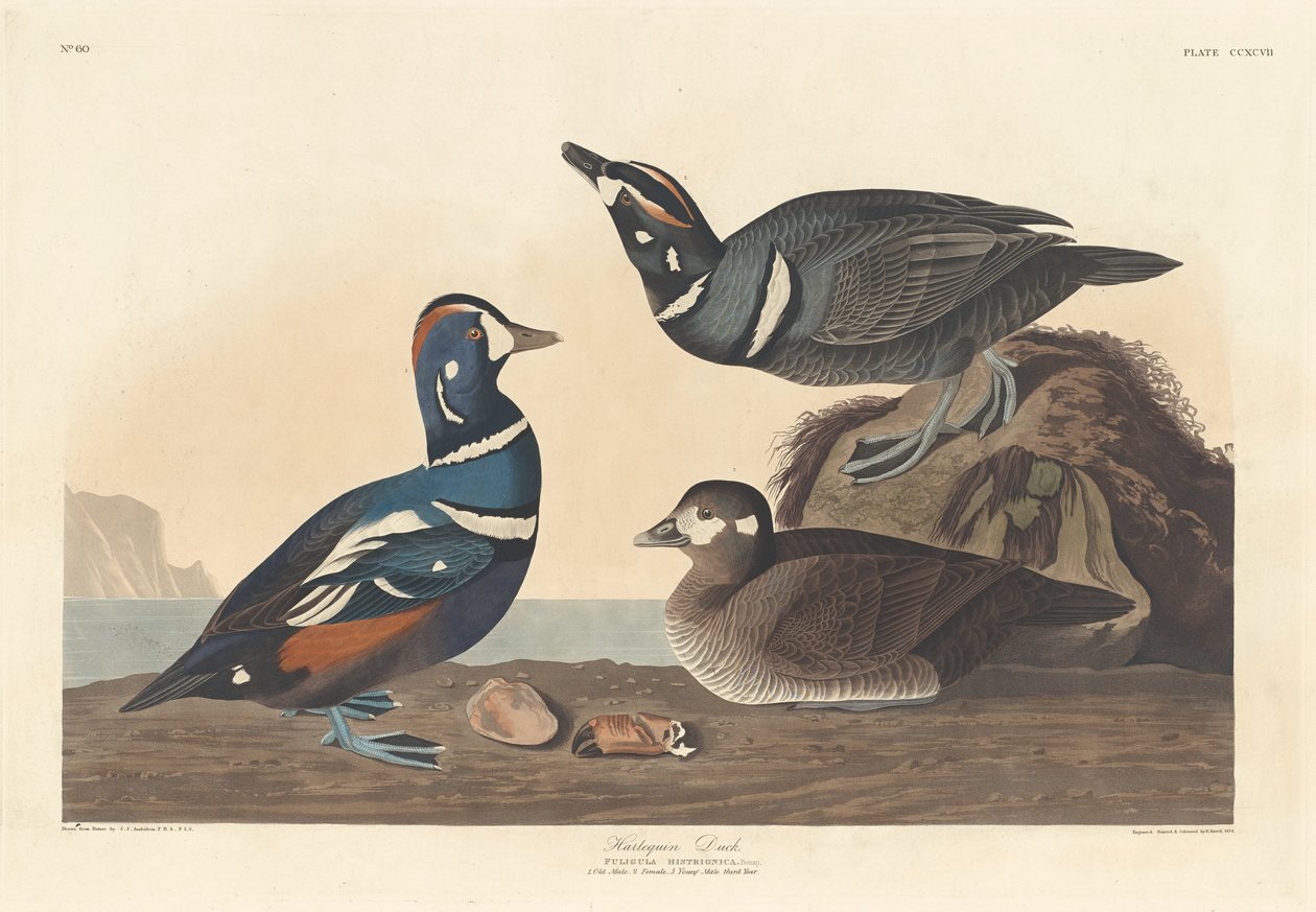 Kachna Harlekýn od Robert Havell after John James Audubon