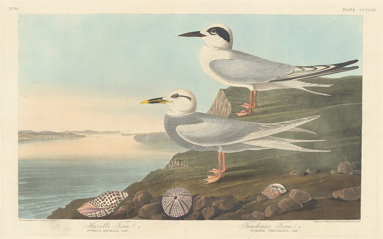 Rybák Havellův a Rybák Trudeauův od Robert Havell after John James Audubon