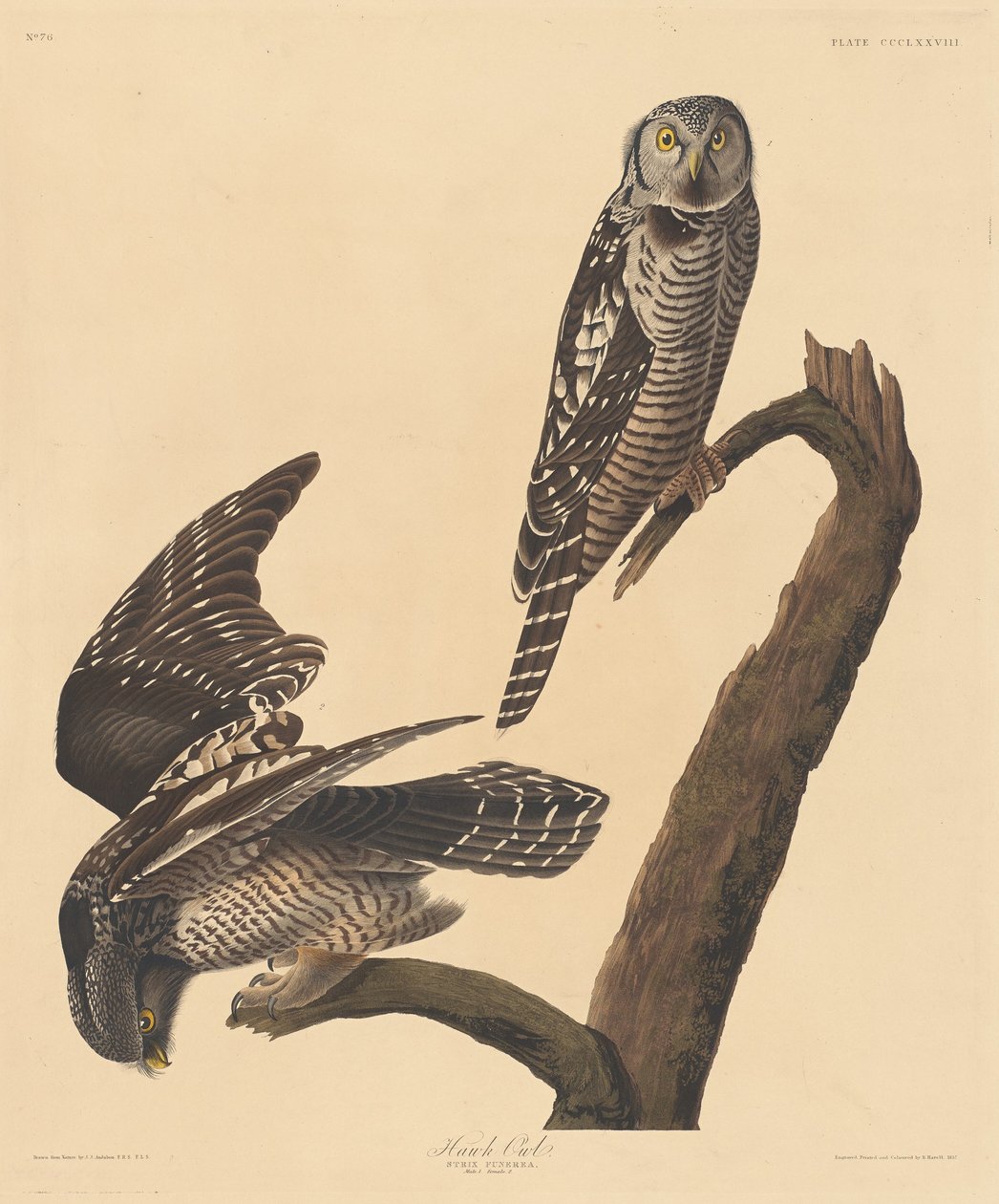 Jestřábí sova od Robert Havell after John James Audubon