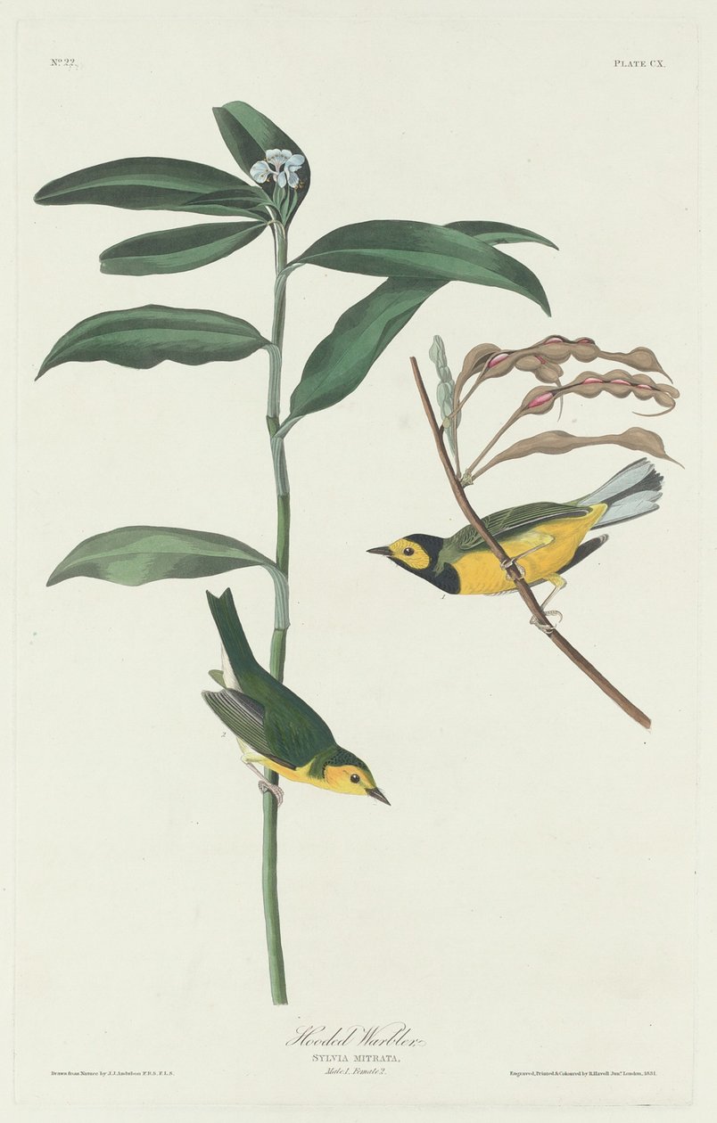 Pěnice s kapucí od Robert Havell after John James Audubon
