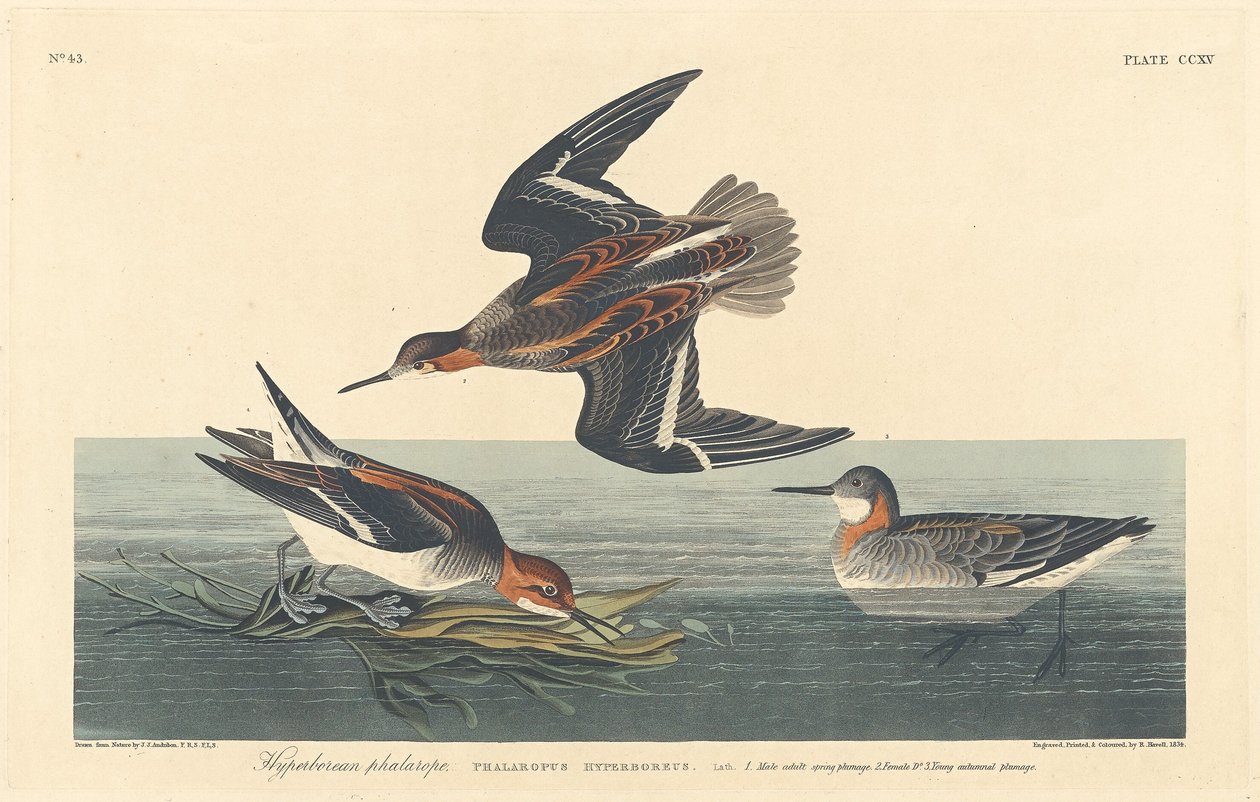 Hyperborejský Phalarope od Robert Havell after John James Audubon