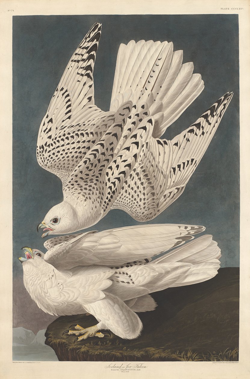 Island nebo Jer Falcon od Robert Havell after John James Audubon