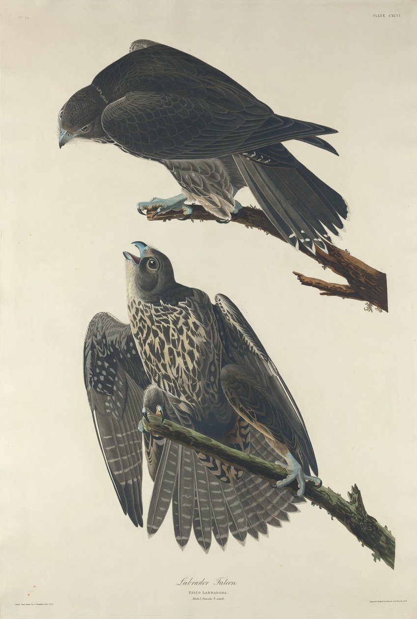 Sokol labradorský od Robert Havell after John James Audubon