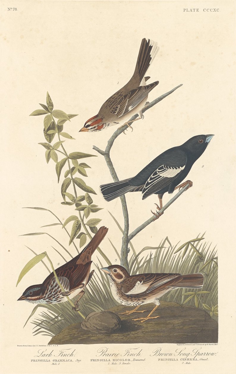 Lark Finch, Prairie Finch a Brown Song Sparrow od Robert Havell after John James Audubon