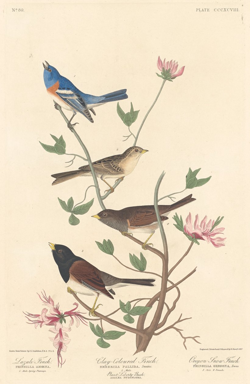 Lazuli Finch, Clay-colored Finch a Oregon Snow Finch od Robert Havell after John James Audubon