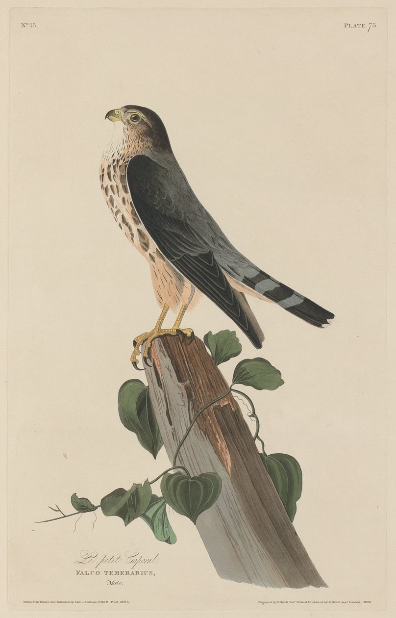 Malý desátník od Robert Havell after John James Audubon