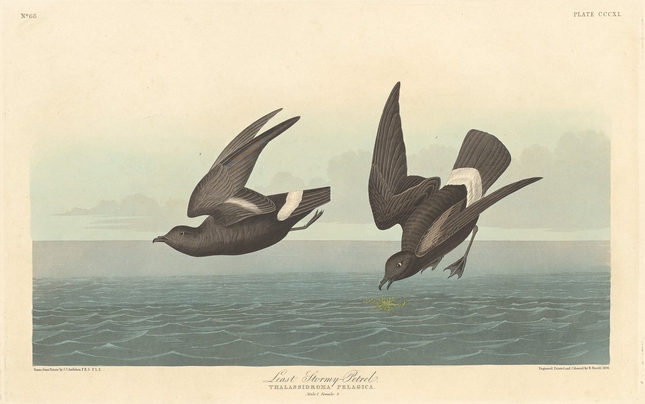 Nejméně bouřlivý bouřlivák od Robert Havell after John James Audubon