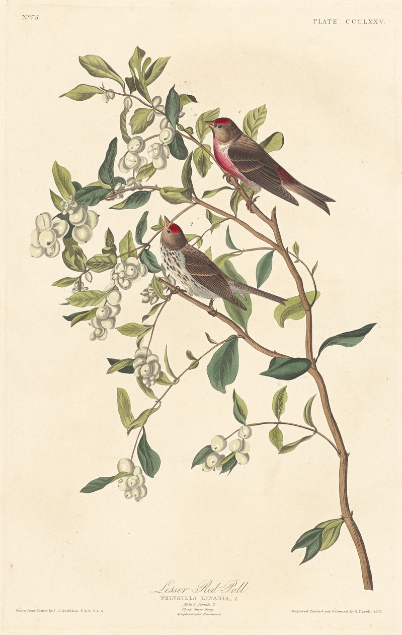 Menší červená anketa od Robert Havell after John James Audubon