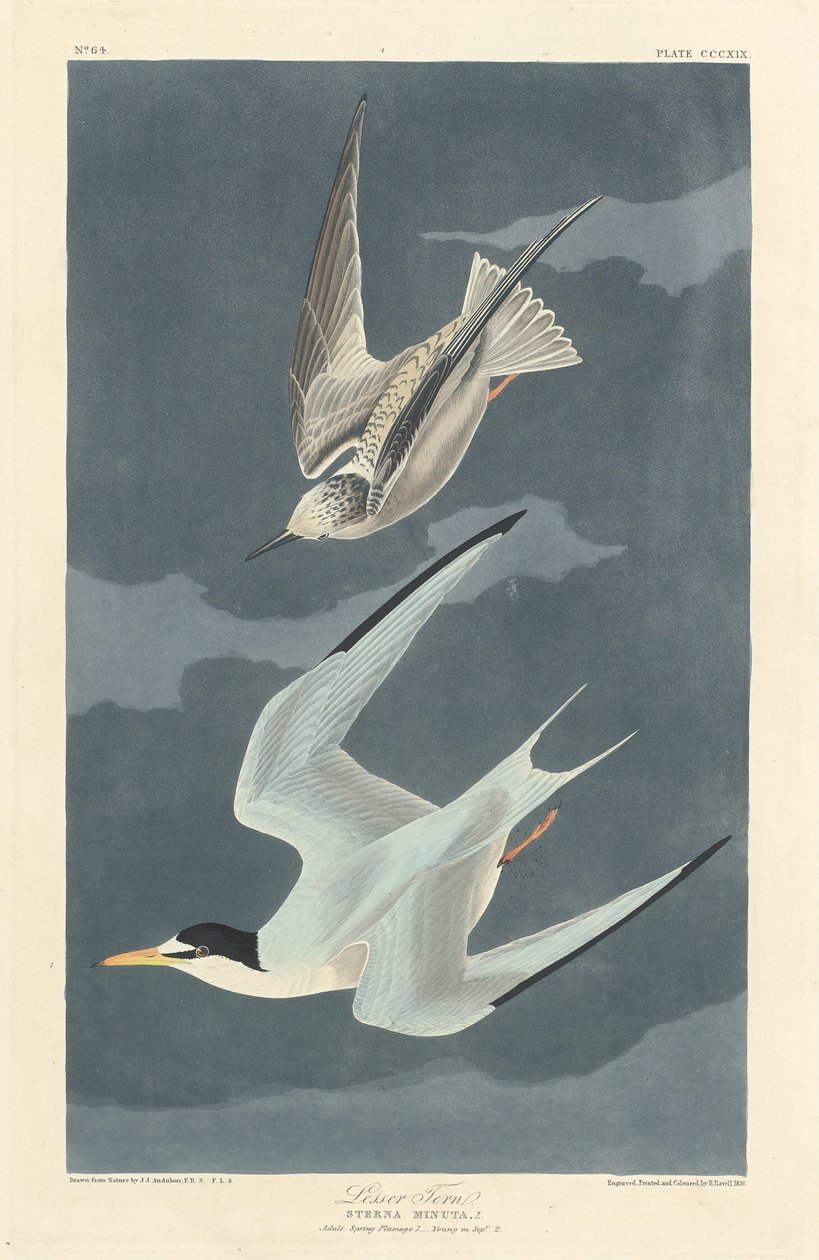 Rybák malý od Robert Havell after John James Audubon