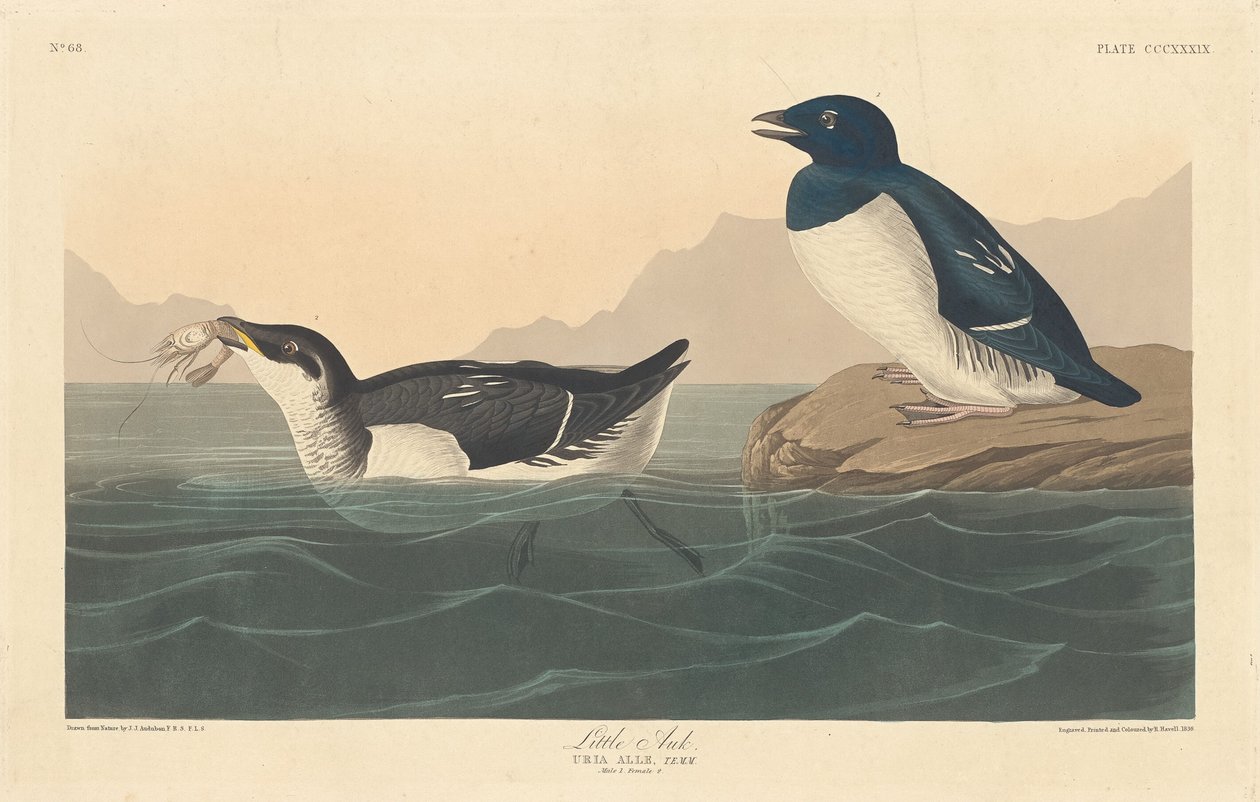 Malý Auk od Robert Havell after John James Audubon