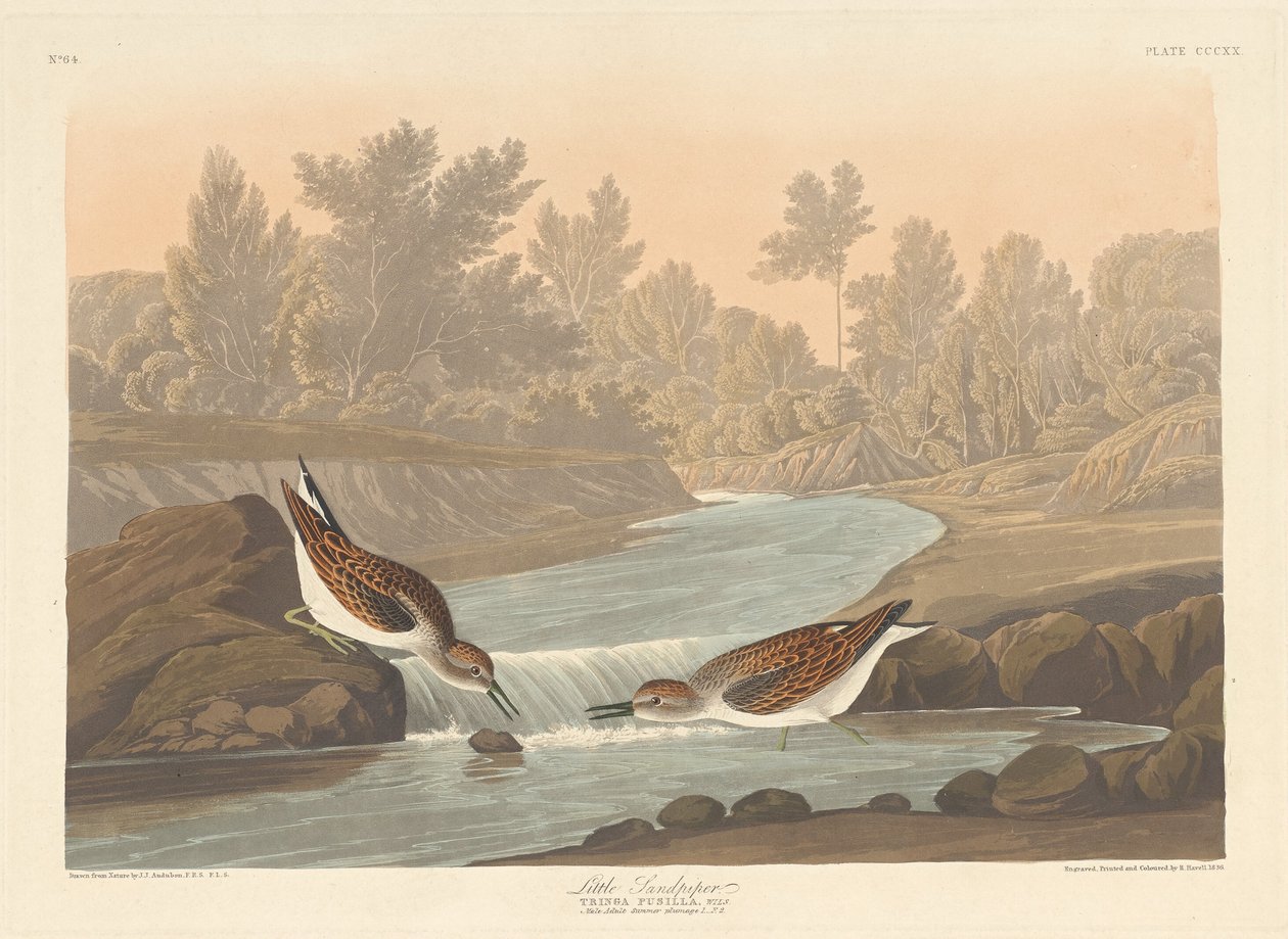 Sandpiper malý od Robert Havell after John James Audubon