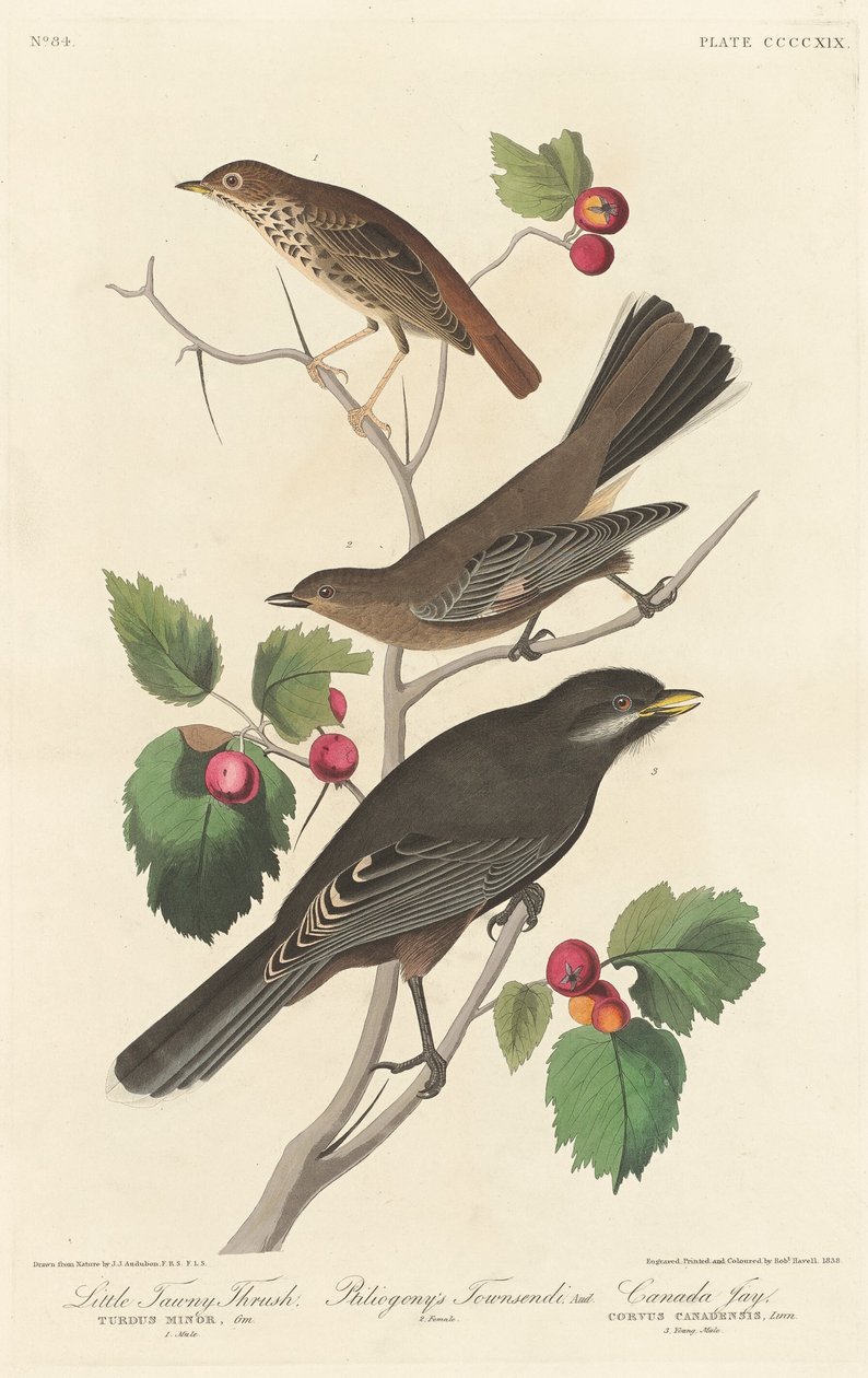 Malý Tawny Thrush od Robert Havell after John James Audubon